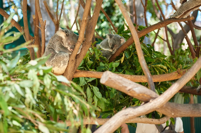 Embrace koalas, feed kangaroos, and get in touch with animals